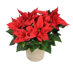 50917899 - red poinsettia plant in vase isolated on white